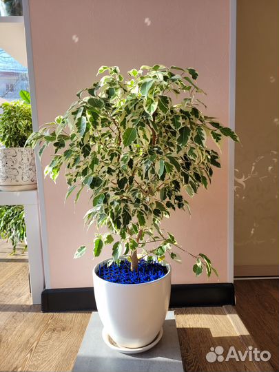 Фикус бенджамина