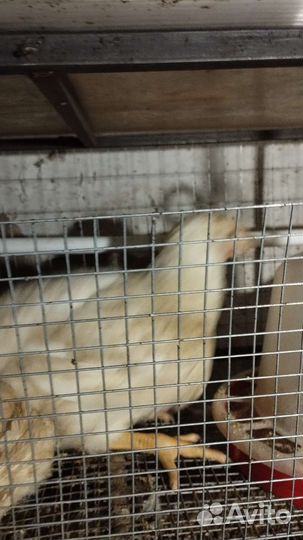 Цыпленок бройлер Кобб 500