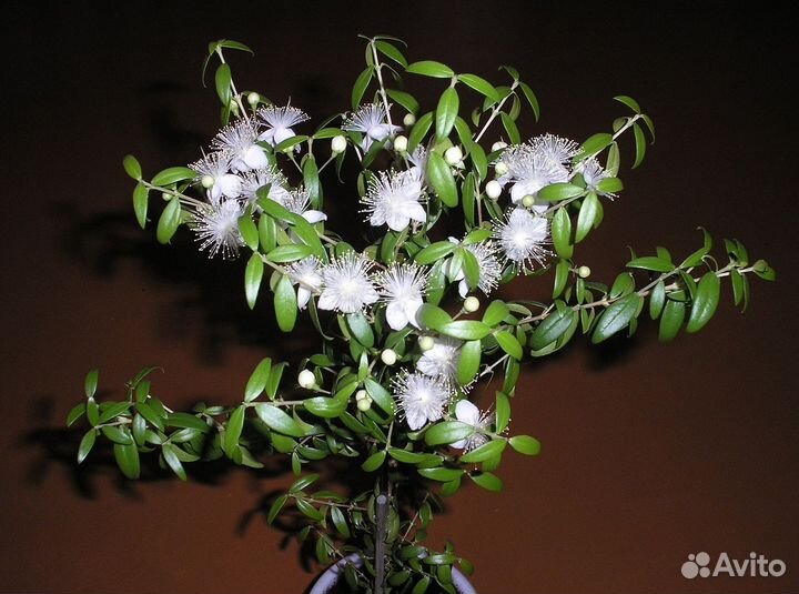 Мирт в подарок на свадьбу, для красоты и здоровья