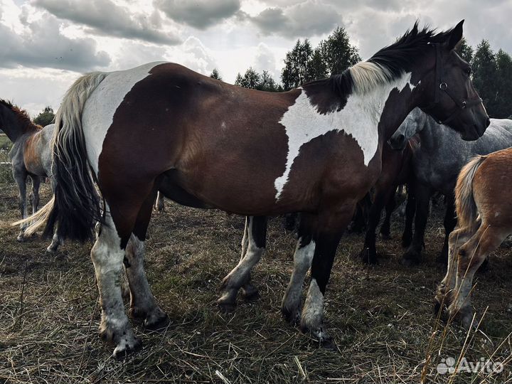 Тяжеловозные лошади