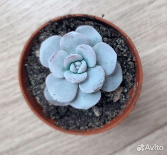 Суккуленты разные