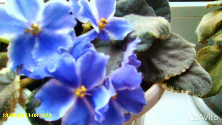 Алоэ столетник