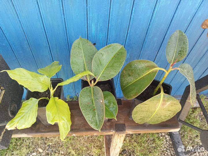 Комнатные растения цветы