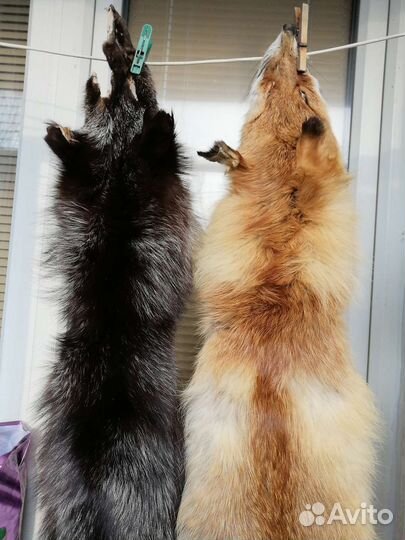 Шкуры лисы