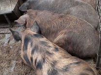 Свиньи живым весом или мясом