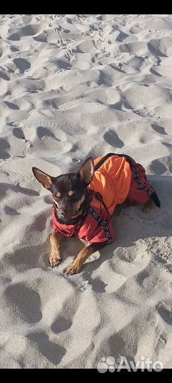 Кобель для вязки той - терьер