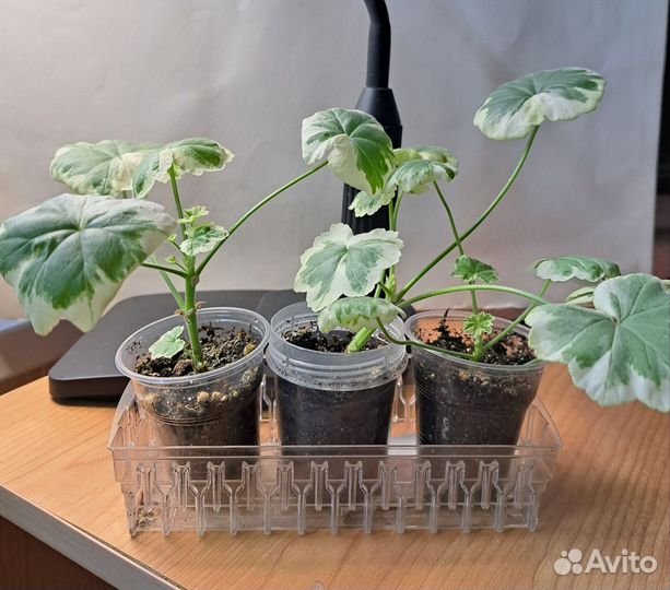 Пеларгония (герань) пестролистная