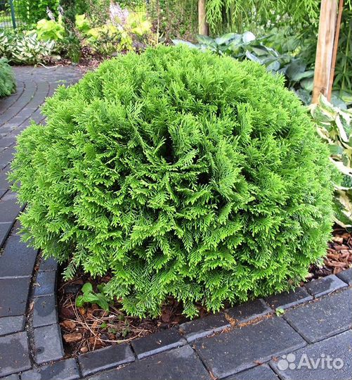 Туя Глобоза Ауреа