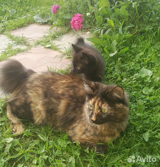 Курильский бобтейл