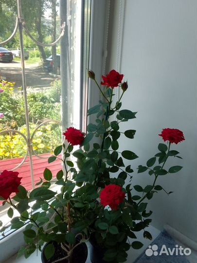 Роза комнатная