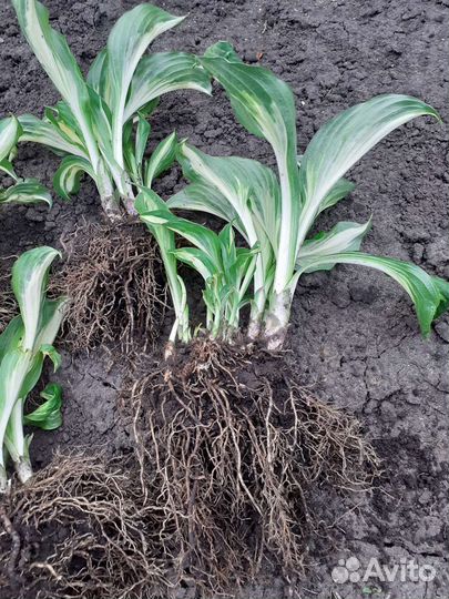 Хоста растение