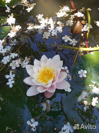 Нимфея(водяная лилия) для пруда