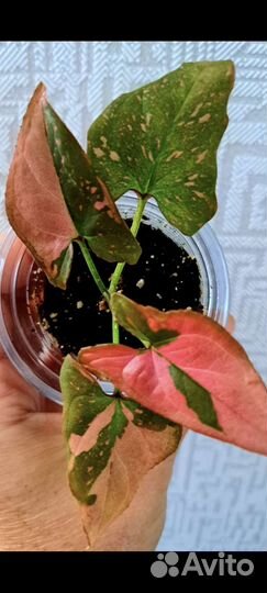 Сингониум Ред спот и Фикус Коконат крем брони нет