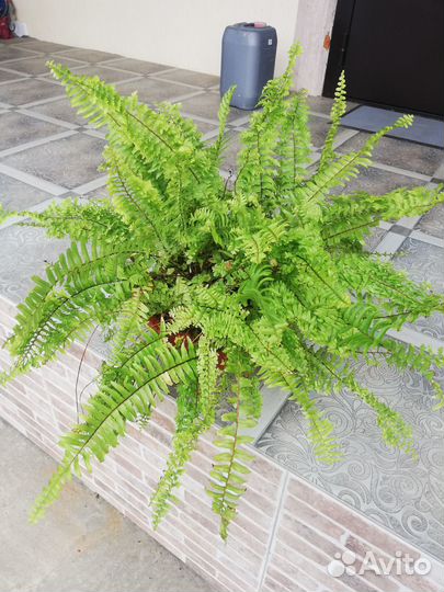 Папоротник Нефролепис Кучерявый