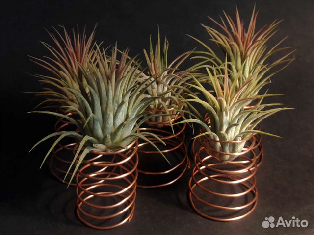 Тилландсия атмосферная/Tillandsia купить в Москве | Товары для дома и ...