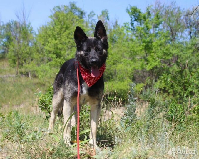 Собака Эмили