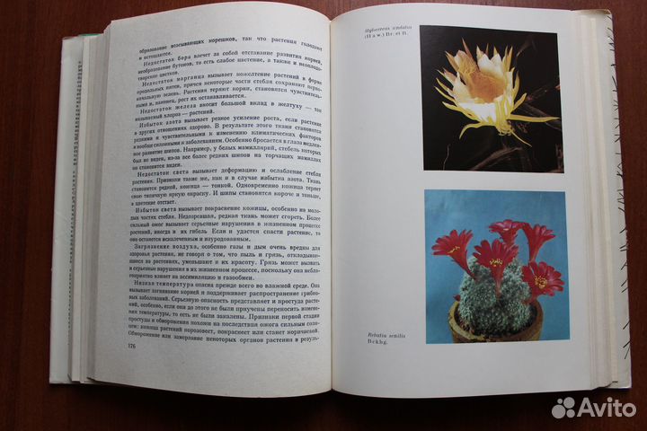 Колючее чудо. Книга о кактусах