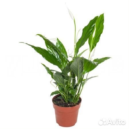 Неприхотливые растения