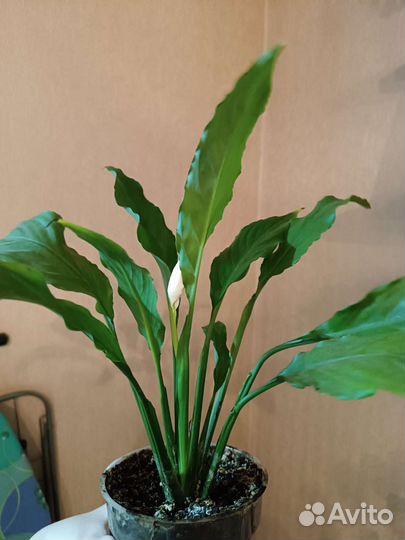 Спатифиллум