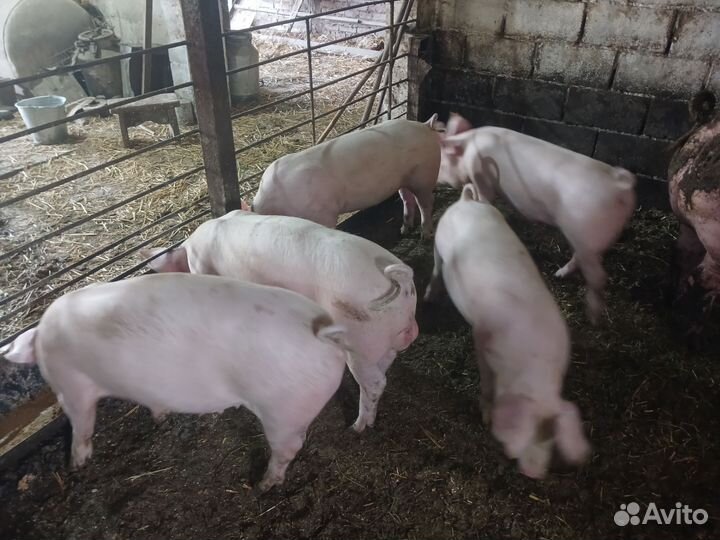 Продаётся хрячок