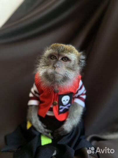 Обезьянка на праздник