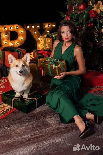 Фотосессия с Вельш Корги Пемброк