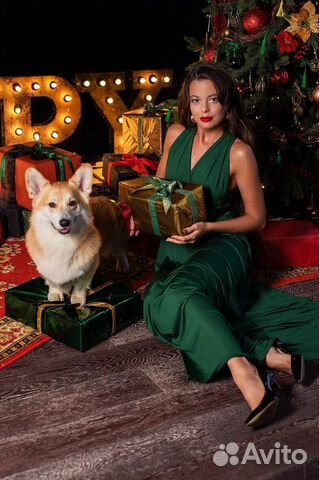 Фотосессия с Вельш Корги Пемброк