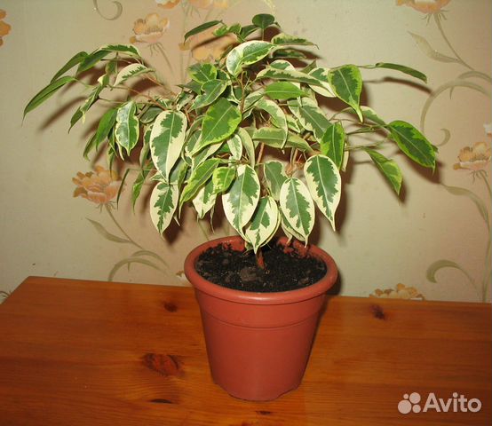 Фикус двухцветный. Сорт Голден Кинг. 4 года