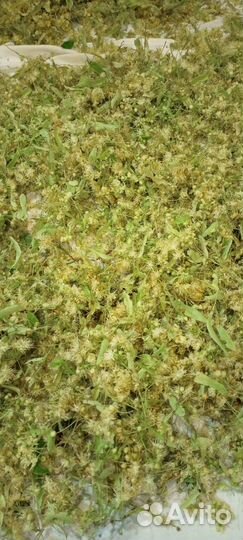 Липовый цвет сушеный