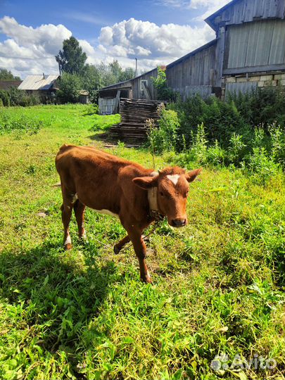 Корова высокоудойная