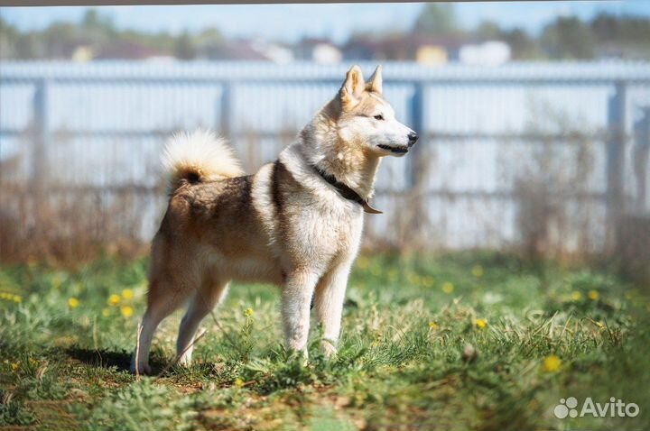 Собака ищет дом