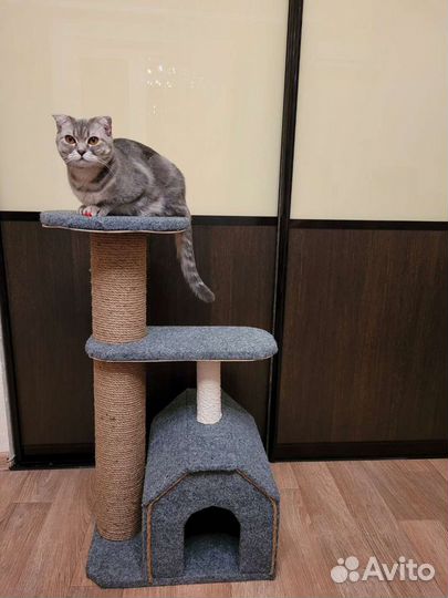 Когтеточка
