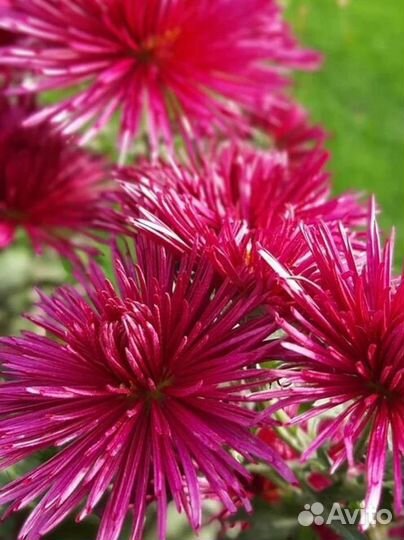 Хризантема