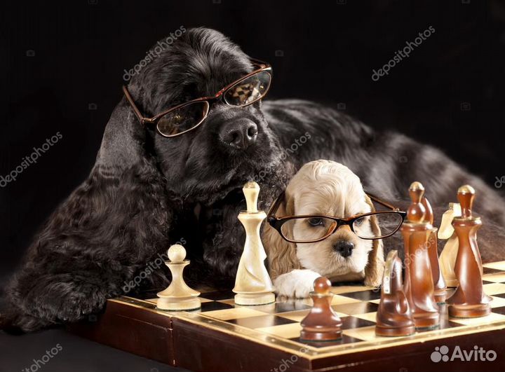 Шахматные книги