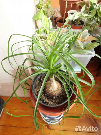 Бокарнея нолина