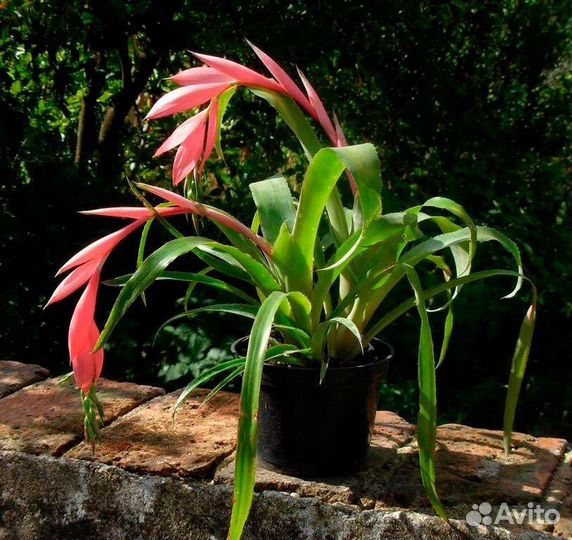 Бильбергия