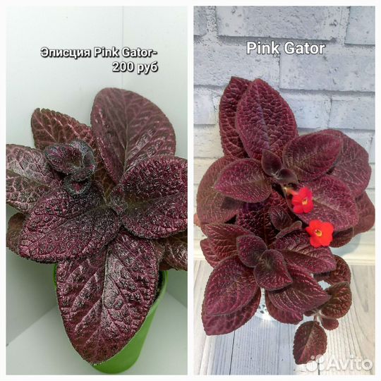 Комнатные растения