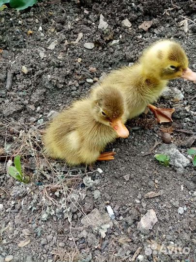 Утята индийского бегунка