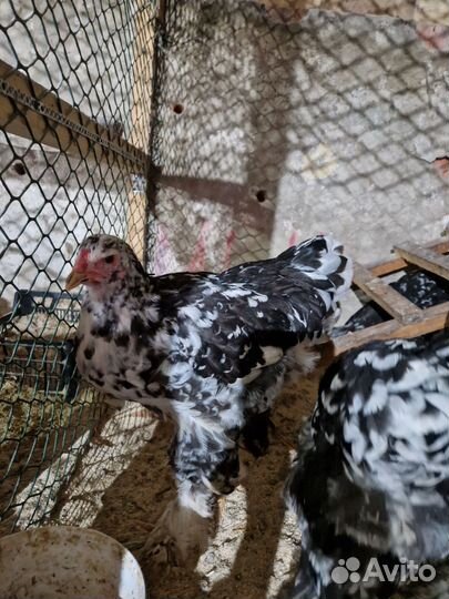 Молодые петухи брама мрамор