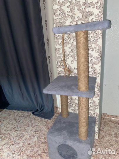 Шотландская вислоухая кошка