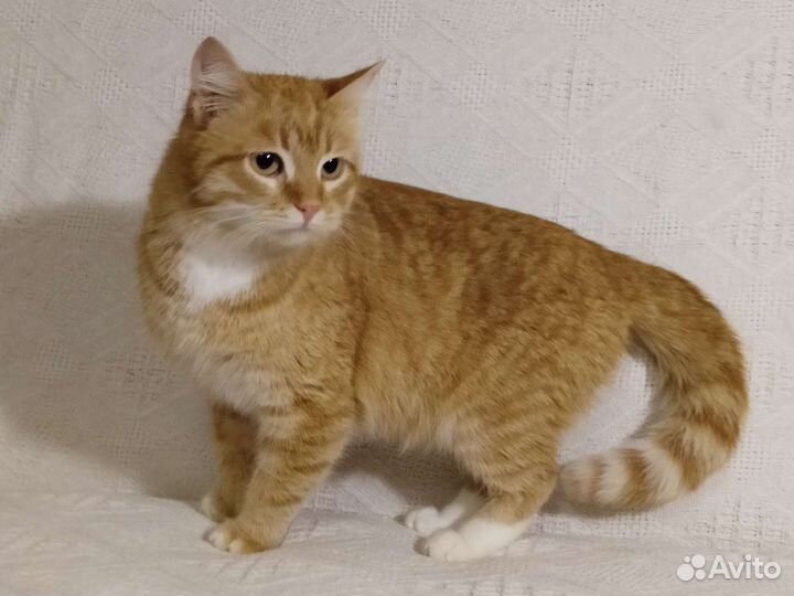 Кошка в дар бесплатно