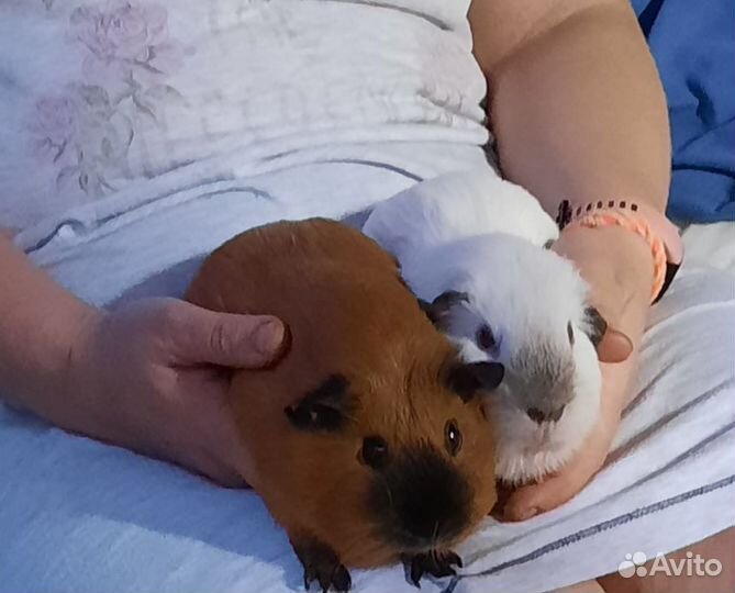 Морские свинки Калифорния