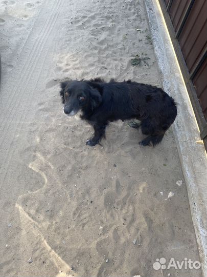 Щенки в добрые руки