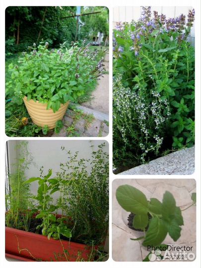 7 сортов коллекционное мяты.Тимьян ползучий