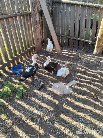 Индоутки молодые