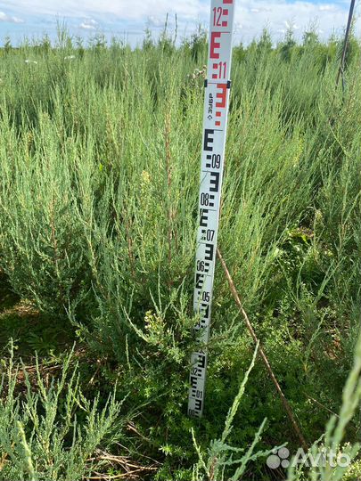 Можжевельник Блю Эрроу