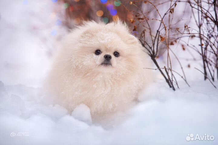 Малый немецкий Шпиц-Вязка. щенки