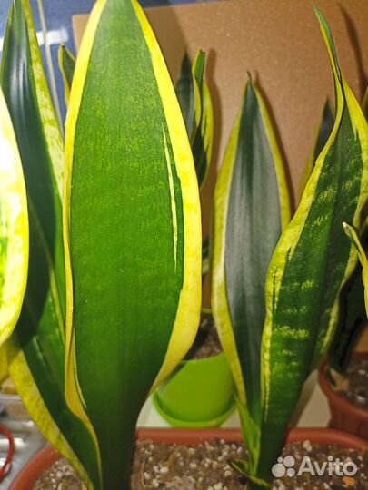 Сансиеверия Футура Суперба