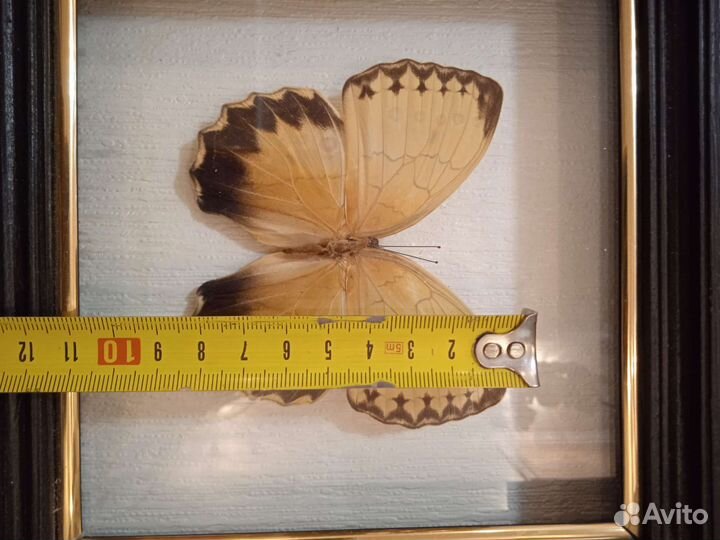 Бабочка Стихофтальма китайская