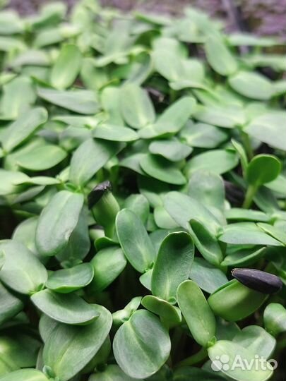 Семена для микрозелени. 50 грамм